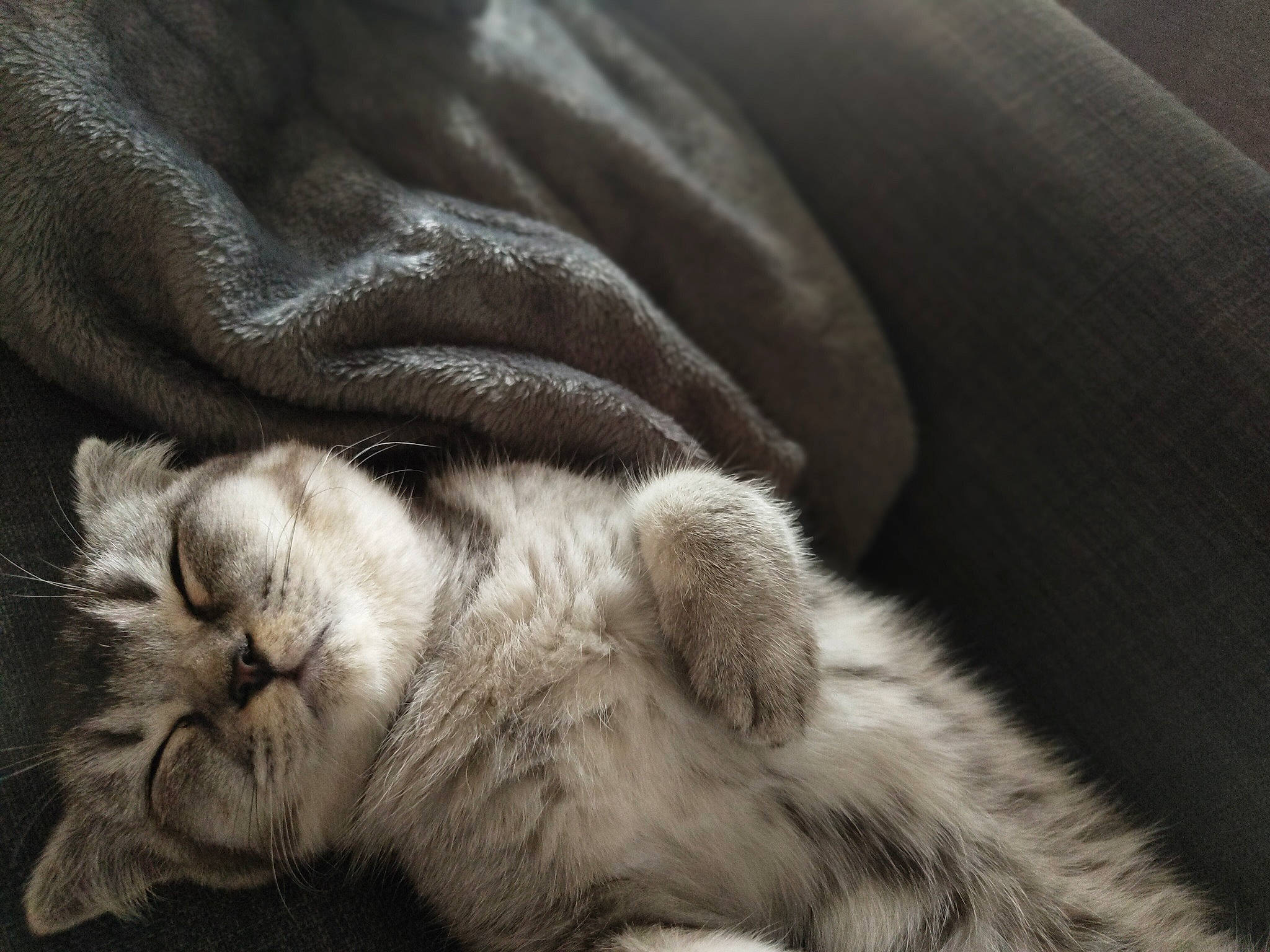 Liv participe au concours pour gagner de l'argent avec cette photo : bored, carnivore, cat, claw, close_up, comfort, felidae, fur, grey, human_leg, monochrome, monochrome_photography, nap, paw, sleep, small_to_medium_sized_cats, snout, textile, whiskers, wrinkle