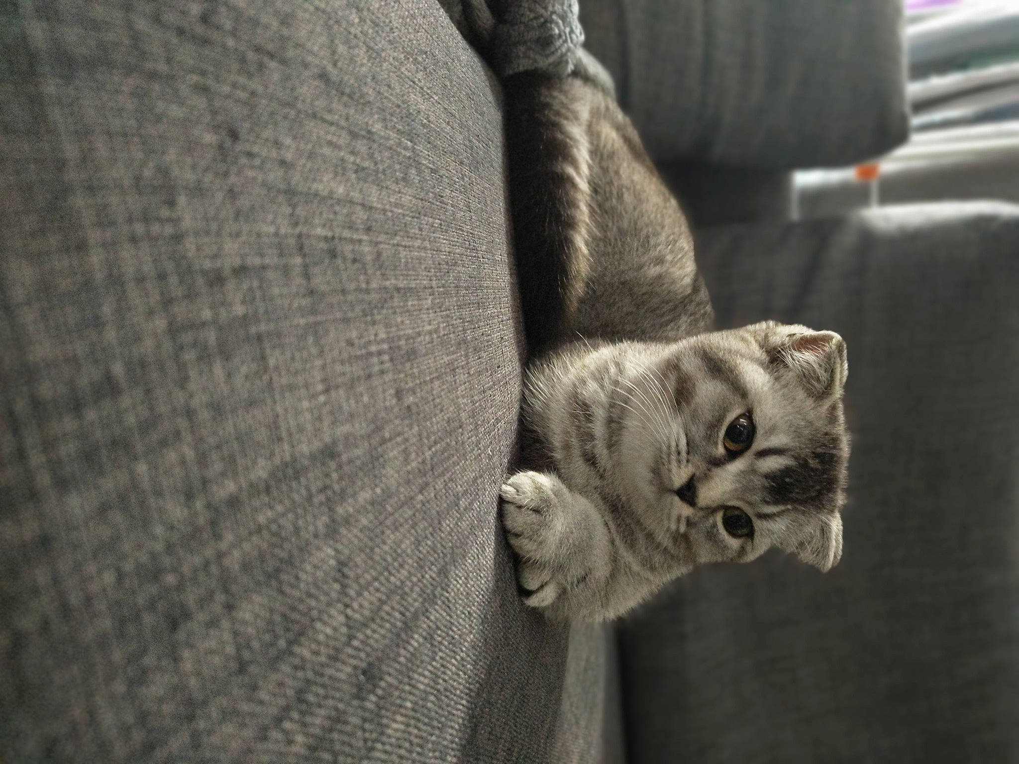 Liv a rejoint le concours — aidez-le/la à gagner de superbes lots ! carnivore, cat, comfort, couch, domestic_short_haired_cat, eye, felidae, finger, foot, grey, human_body, human_leg, leg, small_to_medium_sized_cats, snout, tail, textile, whiskers, window, wood