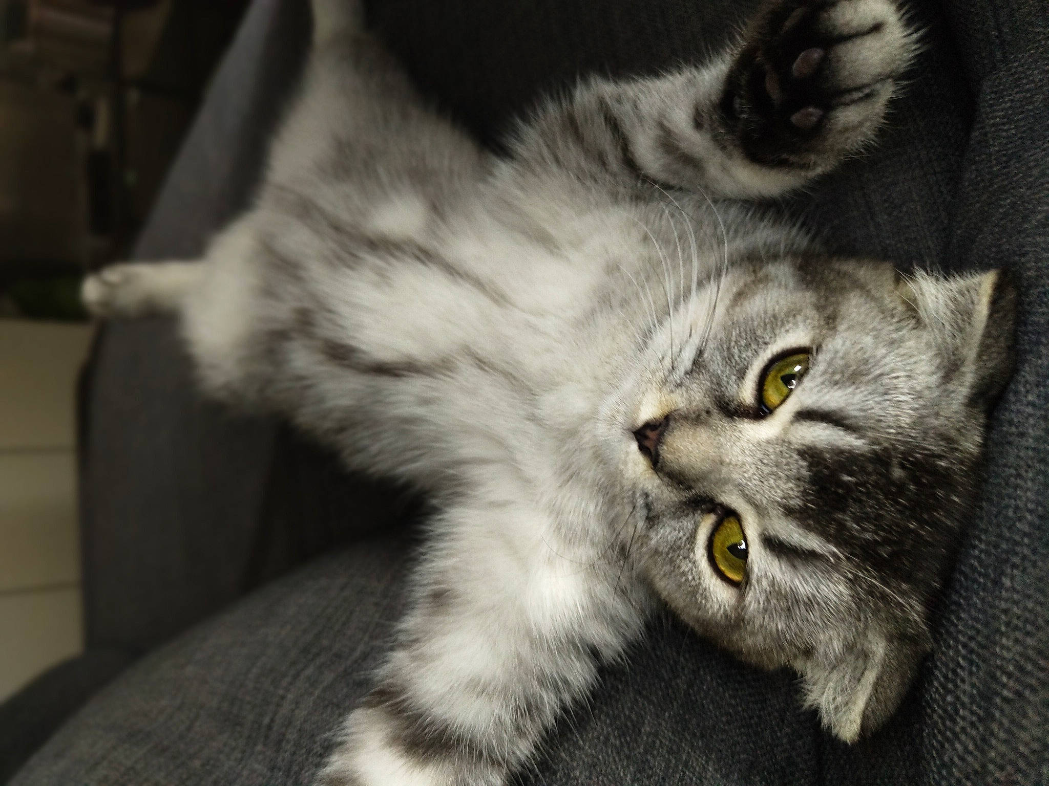 Liv participe au concours pour gagner de l'argent avec cette photo : carnivore, cat, comfort, domestic_short_haired_cat, felidae, fur, grey, monochrome, monochrome_photography, paw, small_to_medium_sized_cats, snout, tail, terrestrial_animal, whiskers