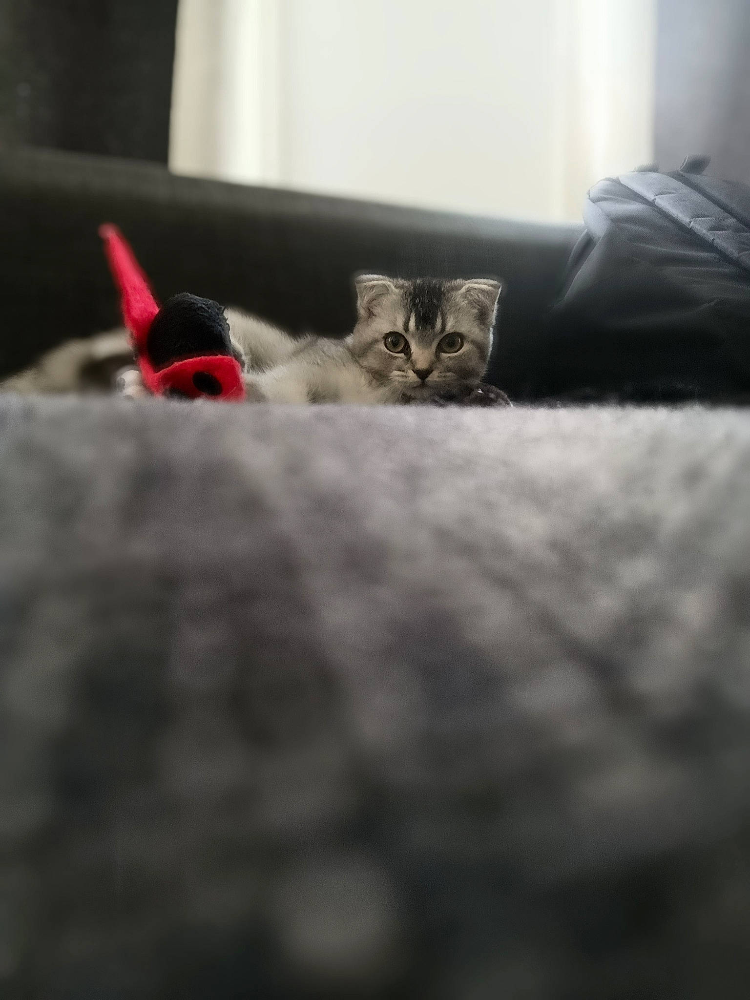 Liv participe au concours pour gagner de l'argent avec cette photo : carmine, carnivore, cat, comfort, darkness, domestic_short_haired_cat, felidae, flooring, fur, grey, human_leg, sky, small_to_medium_sized_cats, snout, tail, whiskers, wood