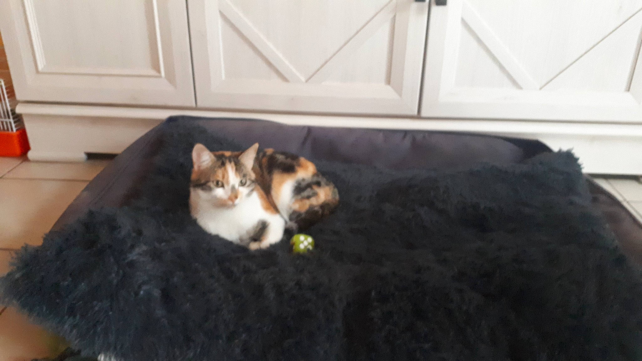 Shana a rejoint le concours — aidez-le/la à gagner de superbes lots ! carnivore, cat, cat_supply, comfort, domestic_short_haired_cat, felidae, floor, flooring, fur, grass, grey, hardwood, paw, room, sitting, small_to_medium_sized_cats, snout, tail, whiskers, wood