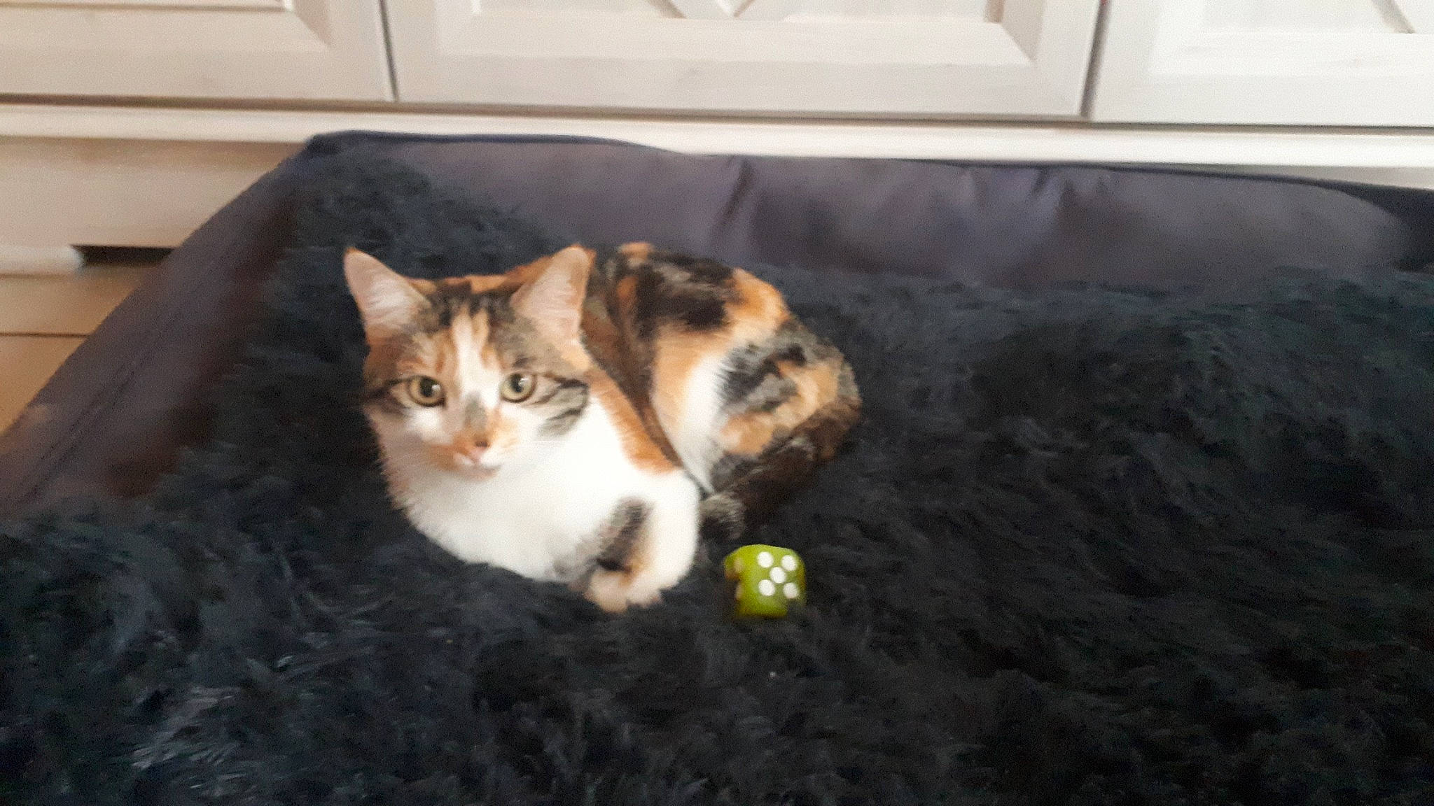 Shana a rejoint le concours — aidez-le/la à gagner de superbes lots ! carnivore, cat, domestic_short_haired_cat, felidae, flooring, fur, grass, mammal, paw, photo_caption, room, small_to_medium_sized_cats, tail, tree, vertebrate, whiskers, window, wood