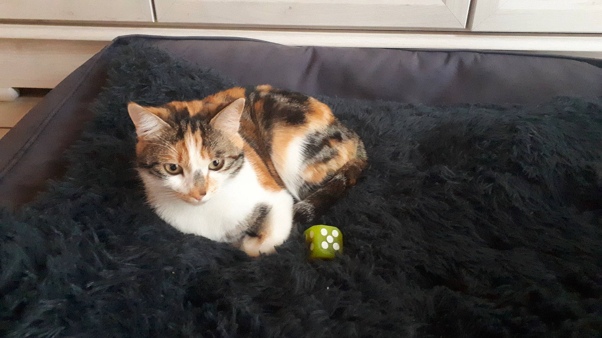 Shana participe au concours pour gagner de l'argent avec cette photo : carnivore, cat, domestic_short_haired_cat, eye, felidae, fur, grass, paw, plant, small_to_medium_sized_cats, tail, tree, whiskers, window, wood