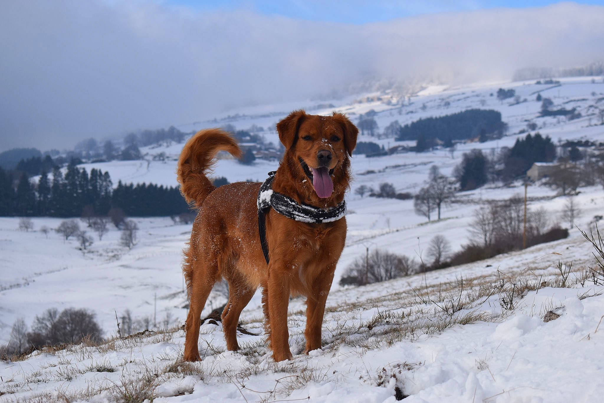 Nexus a rejoint le concours — aidez-le/la à gagner de superbes lots ! canidae, carnivore, cloud, collar, companion_dog, dog, dog_breed, fawn, freezing, gun_dog, landscape, liver, plant, sky, snow, sporting_group, tail, tree, winter, working_animal