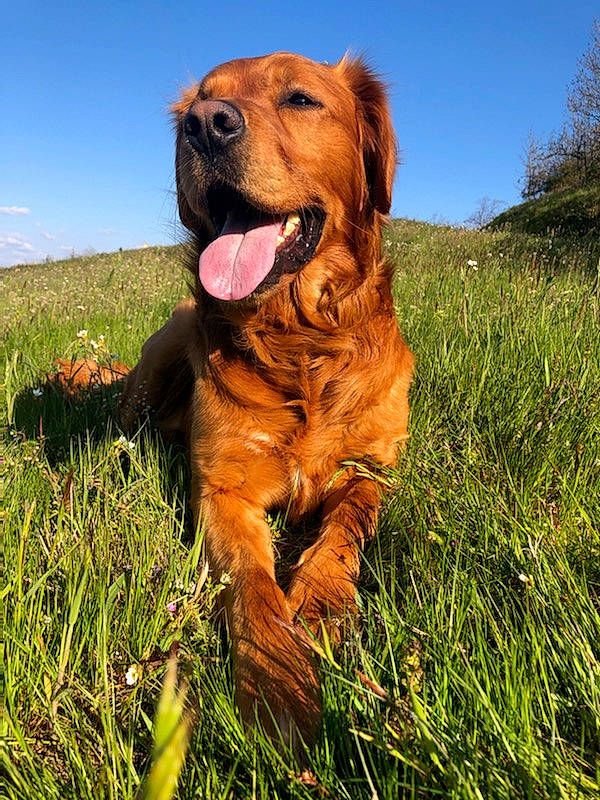 Nexus a rejoint le concours — aidez-le/la à gagner de superbes lots ! canidae, carnivore, companion_dog, dog, dog_breed, fawn, grass, grassland, guard_dog, gun_dog, happy, liver, people_in_nature, plant, prairie, retriever, sky, sporting_group, working_animal, working_dog