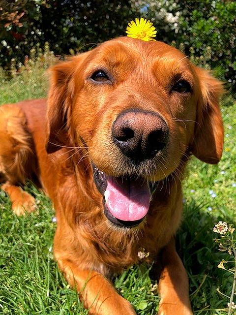 Nexus a rejoint le concours — aidez-le/la à gagner de superbes lots ! canidae, carnivore, collar, companion_dog, dog, dog_breed, dog_collar, fawn, flower, grass, gun_dog, hound, liver, plant, snout, sporting_group, whiskers, wildlife, working_animal, working_dog