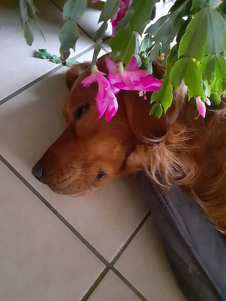 Nexus participe au concours pour gagner de l'argent avec cette photo : carnivore, collar, companion_dog, dog, dog_breed, dog_collar, dog_supply, ear, fawn, flower, liver, mammal, pet_supply, petal, plant, snout, twig, vertebrate, wood, working_animal