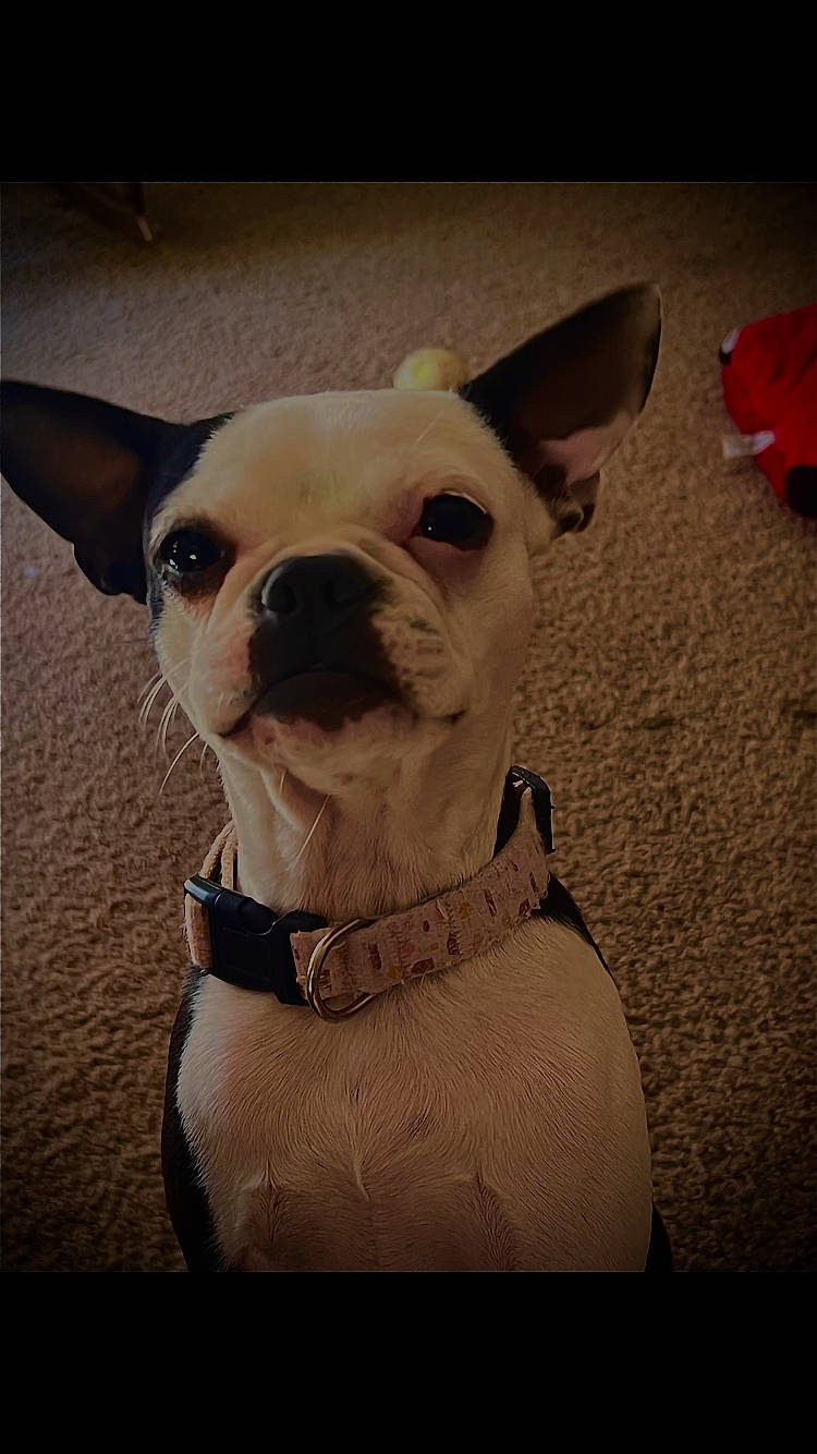 Mazy is registered to the contest to win money with this photo: bulldog, canidae, carnivore, collar, companion_dog, dog, dog_breed, dog_collar, dog_supply, ear, fawn, fur, molosser, pet_supply, snout, sporting_group, toy_dog, whiskers, working_animal, wrinkle