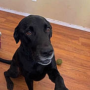 Morgan is registered to the contest to win money with this photo: animal, black_dog, brown_eyes, canine, companion, curious, dog, domestic, floor, friendly, home, indoor, kneeling, looking_up, loyal, paw, pet, pet_interaction, toy_ball, wooden_floor