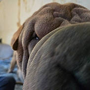 Titis joined the competition — help win amazing prizes! dog, close_up, snout, wrinkles, indoor, blurred_background, brown, pet, animal, texture, face, nose, fur, canine, portrait, companion, cute, home, indoor_lighting, macro