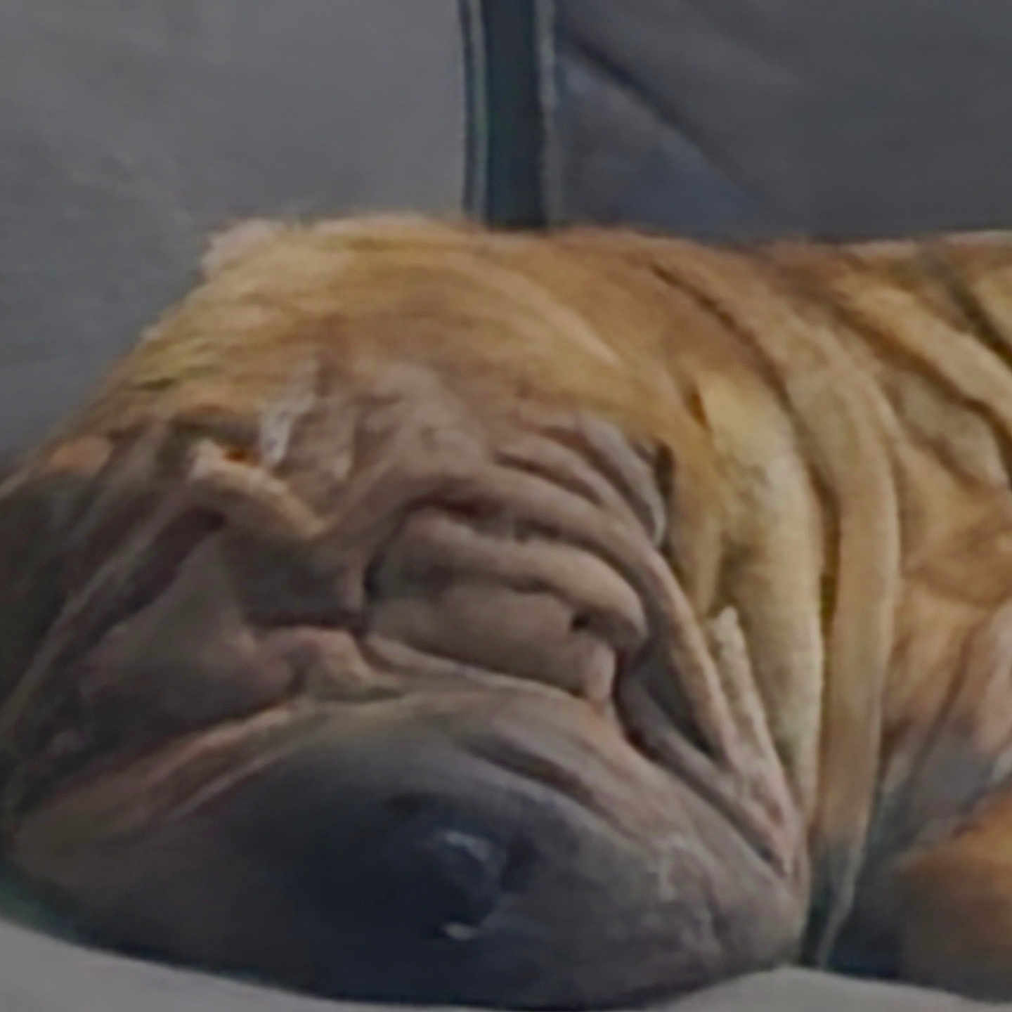 Titis joined the competition — help win amazing prizes! animal, brown_fur, canine, close_up, companion, couch, cute, dog, domestic_animal, face, fur, indoor, lazy, nose, pet, relaxed, resting, sleeping, snout, wrinkled_skin