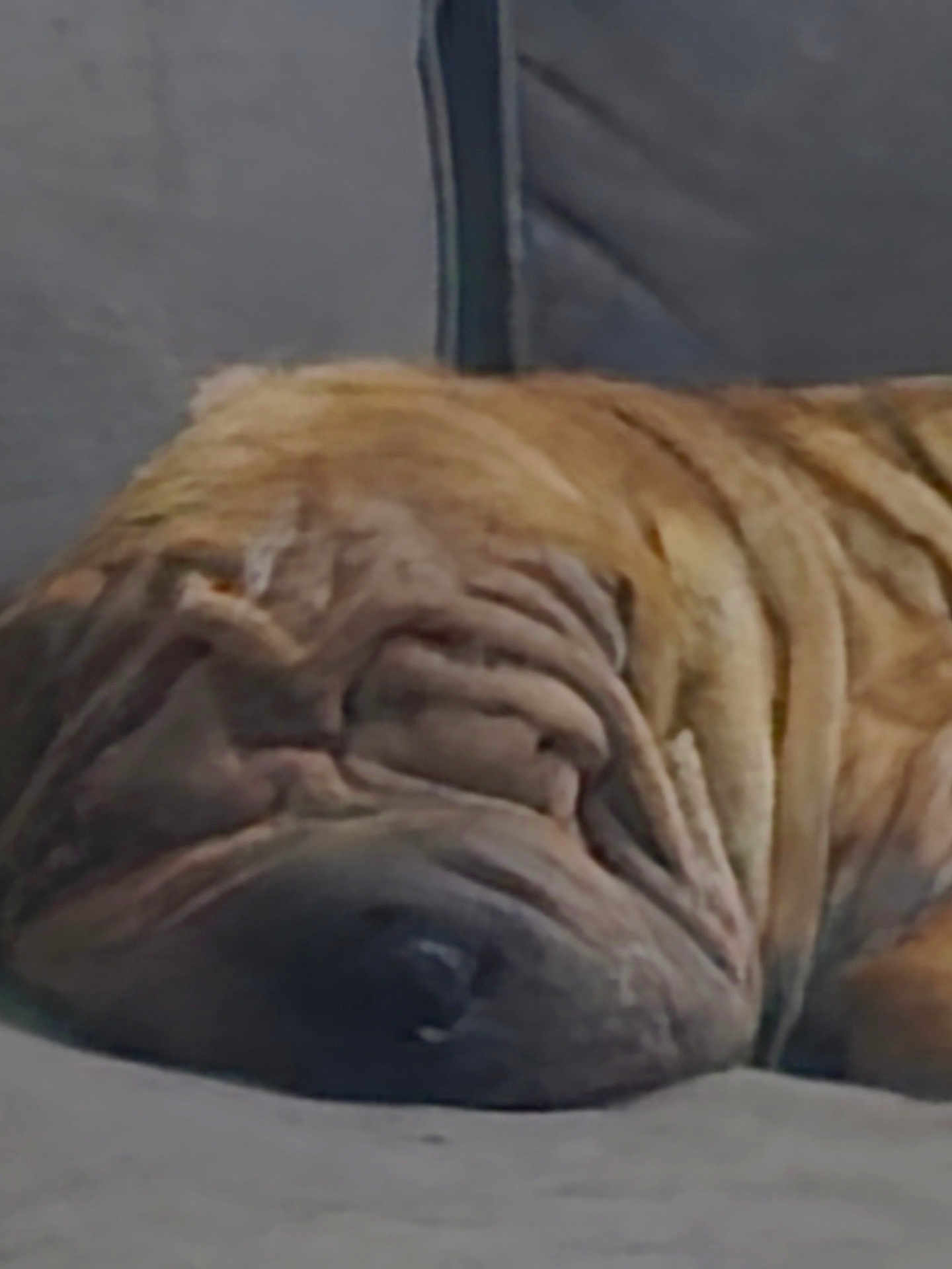 Titis joined the competition — help win amazing prizes! dog, sleeping, wrinkled_skin, couch, indoor, pet, brown_fur, close_up, relaxed, resting, canine, domestic_animal, fur, snout, nose, face, animal, companion, lazy, cute