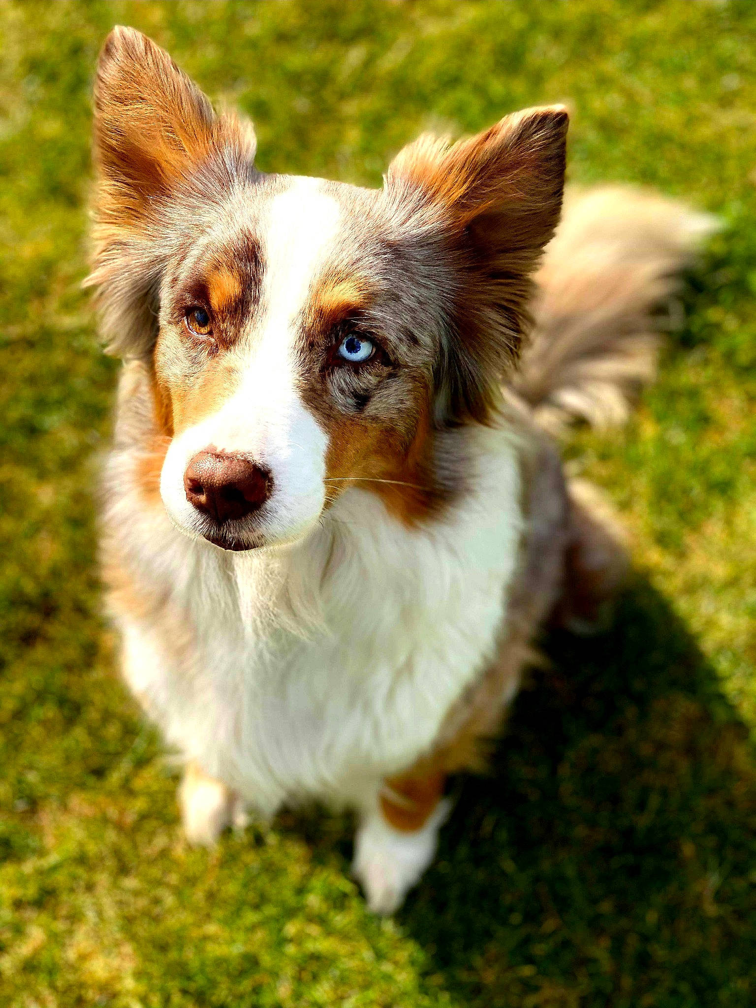 Lyna a rejoint le concours — aidez-le/la à gagner de superbes lots ! australian_collie, australian_shepherd, border_collie, canidae, cardigan_welsh_corgi, carnivore, companion_dog, dog, dog_breed, ear, grass, herding_dog, mammal, pembroke_welsh_corgi, snout, sporting_group, vertebrate, welsh_corgi, welsh_sheepdog