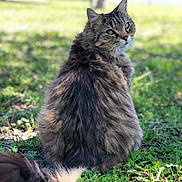 Rufus Oliver is registered to the contest to win money with this photo: animal, blurred_background, cat, daylight, feline, fluffy, fur, grass, greenery, leaf, looking_back, nature, outdoor, pet, sitting, soft_light, tabby, tail, tree, whiskers