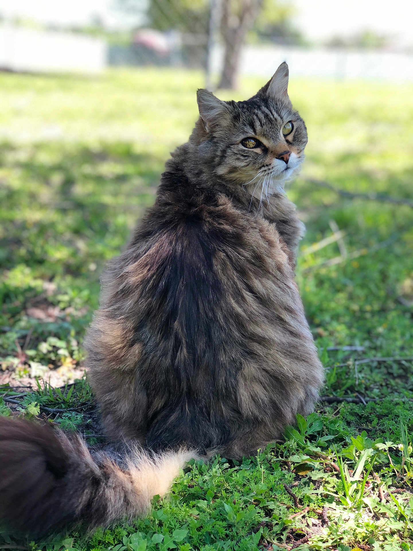 Rufus Oliver