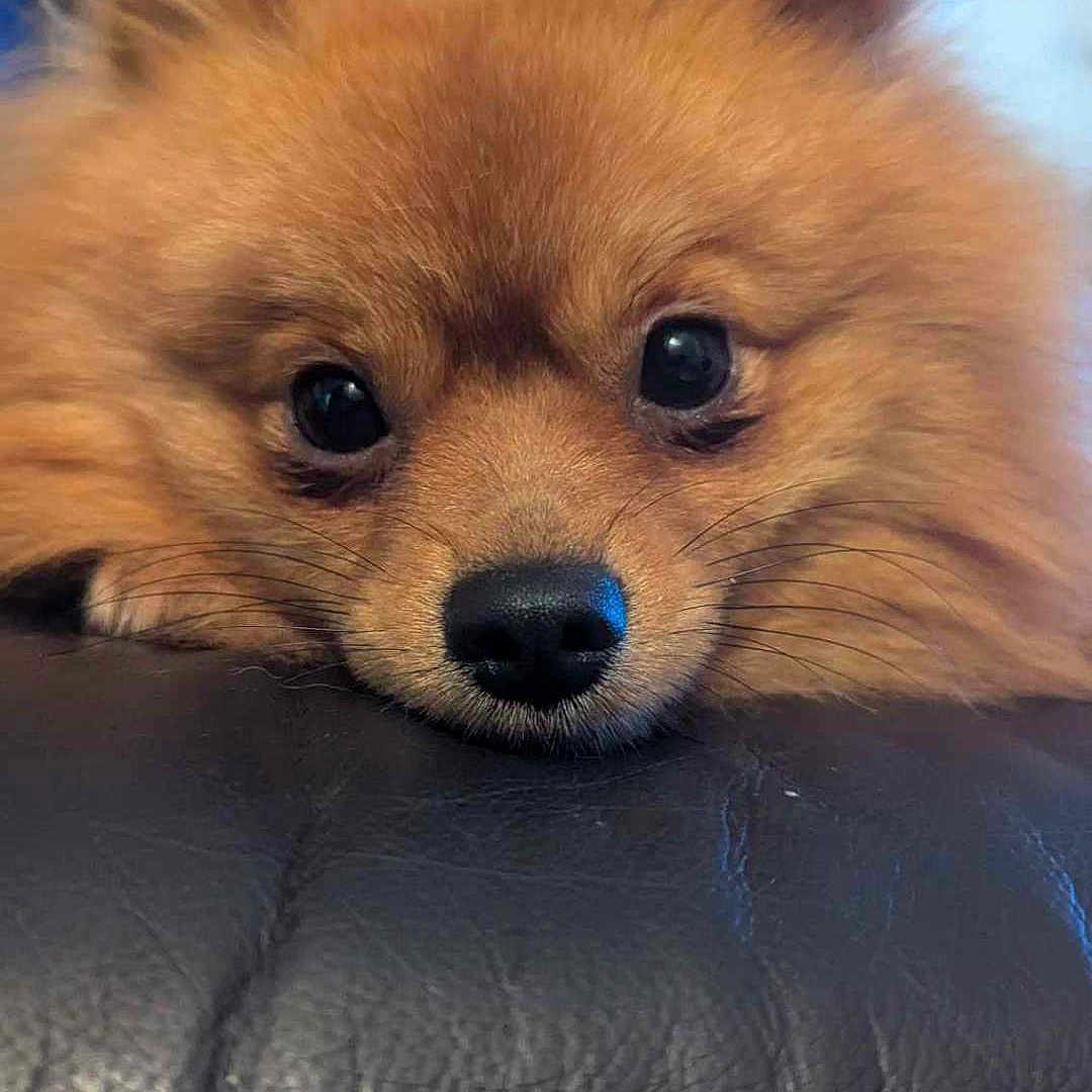 Ully participe au concours pour gagner de l'argent avec cette photo : animal, canine, chow, cockerspaniel, couch, cushion, dog, eskimodog, fox, furniture, homedecor, papillon, person, pet, puppy, sleeping, snout, whitedog