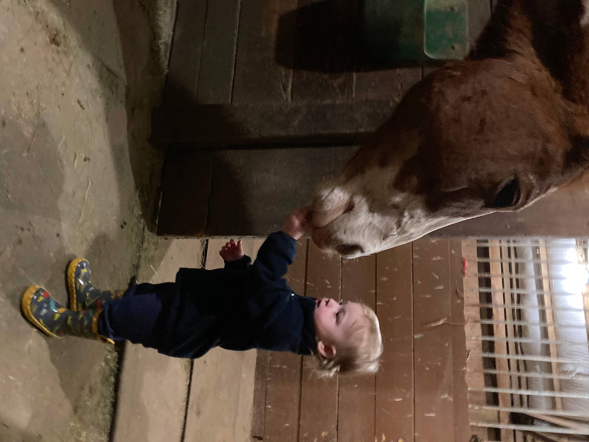 Jackson joined the competition — help win amazing prizes! building, cement, concrete, flooring, fun, fur, outdoor_shoe, person, recreation, walking_shoe, wood, working_animal