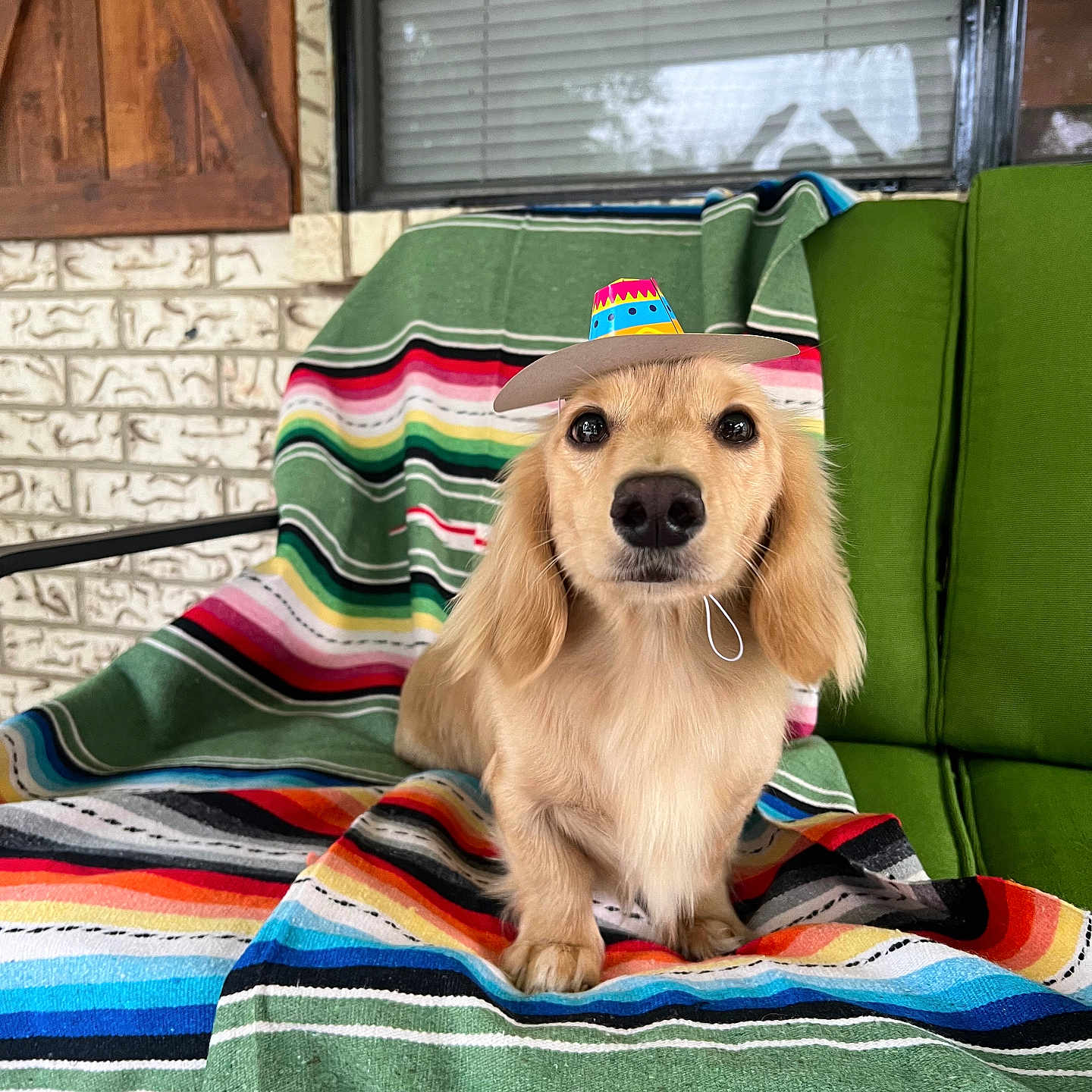 Mister Man joined the competition — help win amazing prizes! animal, architecture, blanket, building, canine, clothing, couch, cushion, dog, furniture, goldenretriever, hat, homedecor, hound, indoors, interiordesign, linen, pet, puppy, quilt