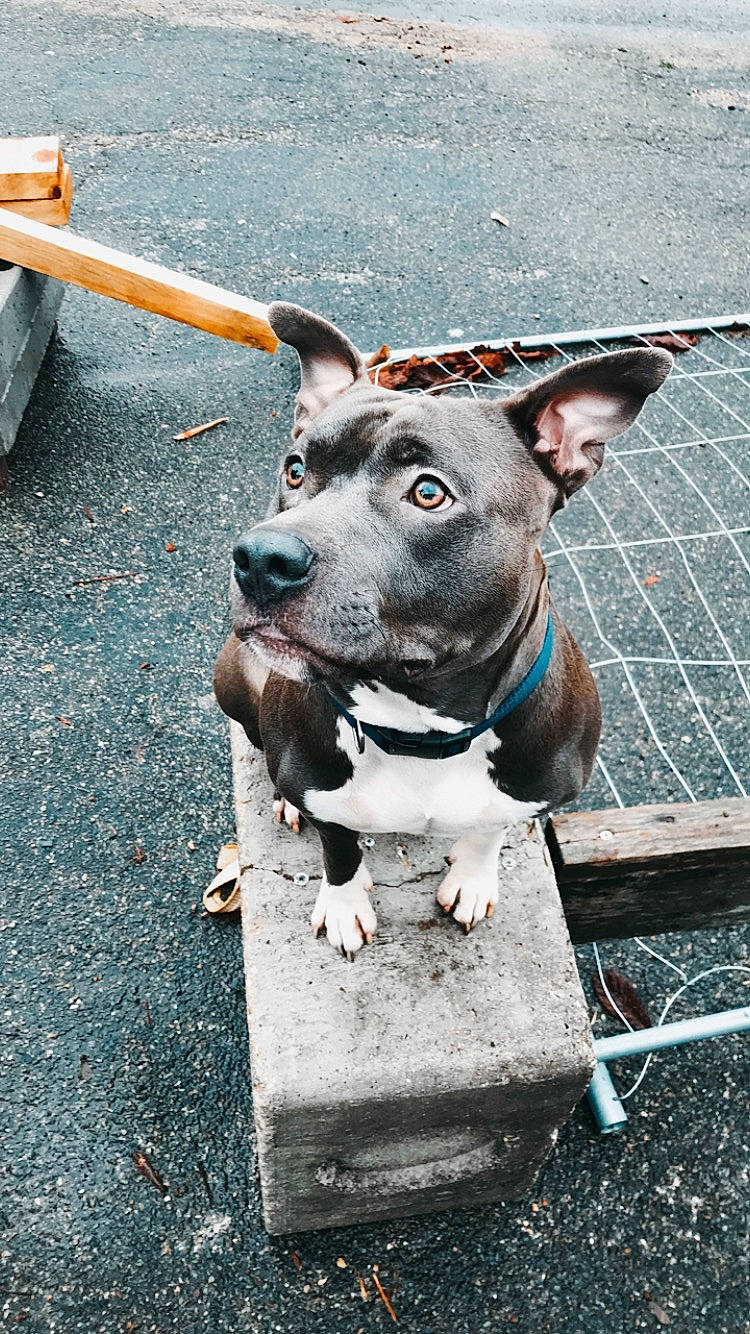 Naska a rejoint le concours — aidez-le/la à gagner de superbes lots ! american_pit_bull_terrier, dog, dog_breed, dog_like_mammal, snout