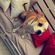 Olina a rejoint le concours — aidez-le/la à gagner de superbes lots ! carnivoran, dog, dog_like_mammal, fun, girl, human, mammal, muscle, nap, organ, sitting, skin, sleep, snout, vertebrate