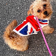 Sammie joined the competition — help win amazing prizes! adorable, animal, asphalt, brown_fur, canine, companion, curious, cute, dog, fur, jacket, leash, looking_back, outdoor, pet, playful, small_dog, standing, union_jack, walking