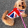 adorable, animal, asphalt, brown_fur, canine, companion, curious, cute, dog, fur, jacket, leash, looking_back, outdoor, pet, playful, small_dog, standing, union_jack, walking
