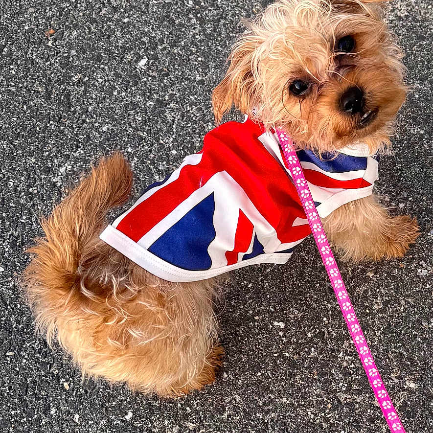 Sammie joined the competition — help win amazing prizes! adorable, animal, asphalt, brown_fur, canine, companion, curious, cute, dog, fur, jacket, leash, looking_back, outdoor, pet, playful, small_dog, standing, union_jack, walking