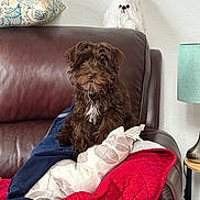 Kiwi is registered to the contest to win money with this photo: puppy, dog, leather_couch, pillow, blanket, red_quilt, decor, yarn_dog, lamp, living_room, cozy, brown_dog, white_chest, home_interior, furniture, cute, pet, sitting, indoor, relax