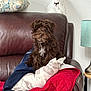 puppy, dog, leather_couch, pillow, blanket, red_quilt, decor, yarn_dog, lamp, living_room, cozy, brown_dog, white_chest, home_interior, furniture, cute, pet, sitting, indoor, relax