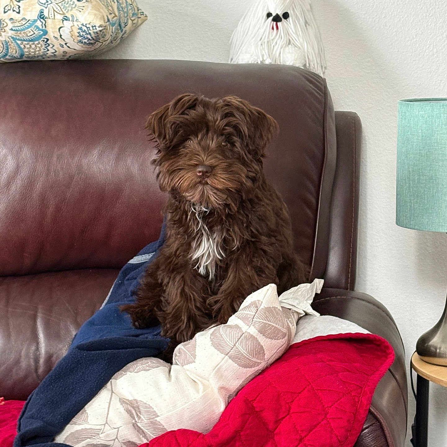 Kiwi is registered to the contest to win money with this photo: blanket, brown_dog, cozy, cute, decor, dog, furniture, home_interior, indoor, lamp, leather_couch, living_room, pet, pillow, puppy, red_quilt, relax, sitting, white_chest, yarn_dog