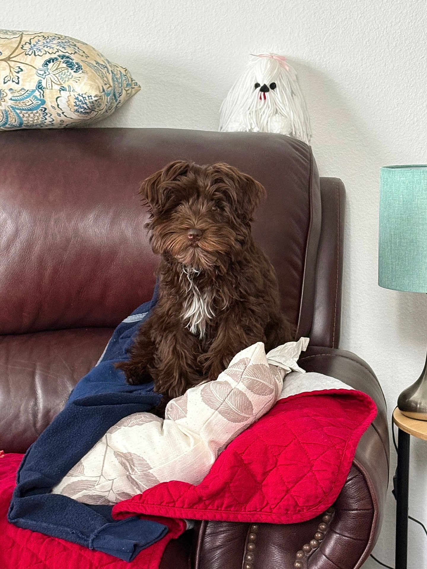 Kiwi is registered to the contest to win money with this photo: puppy, dog, leather_couch, pillow, blanket, red_quilt, decor, yarn_dog, lamp, living_room, cozy, brown_dog, white_chest, home_interior, furniture, cute, pet, sitting, indoor, relax