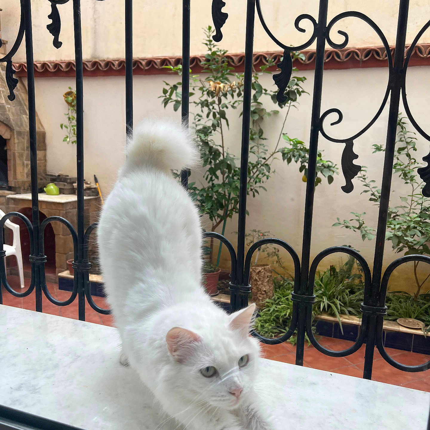 Mkidech a rejoint le concours — aidez-le/la à gagner de superbes lots ! animal, background, cat, daylight, domestic_cat, fence, fur, garden, greenery, iron_bars, marble_surface, nature, outdoor, pet, plants, relaxed, stretching, tail, white_cat, window