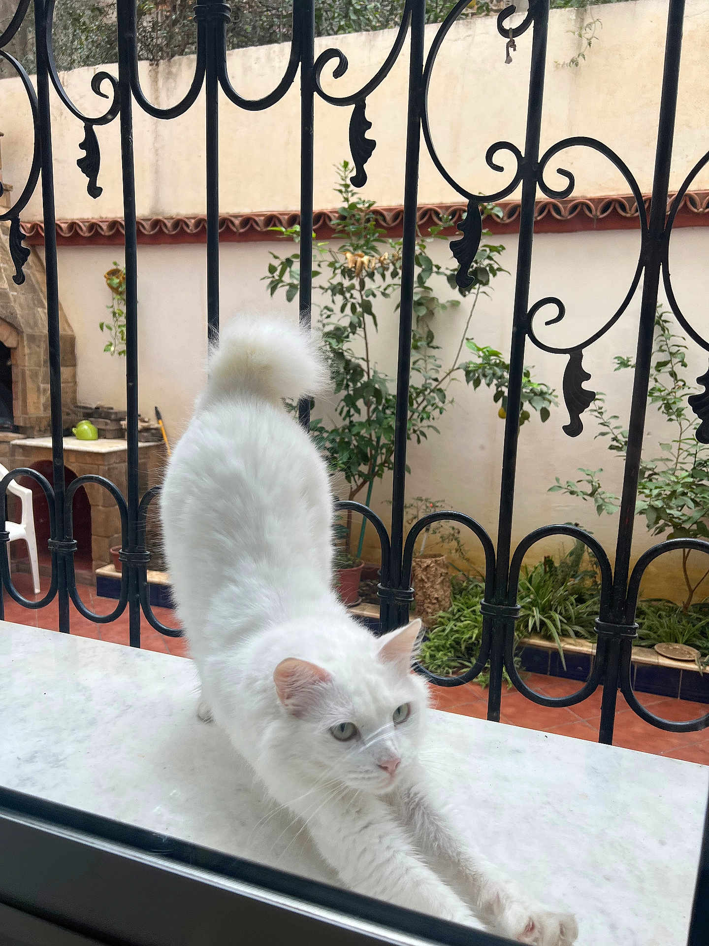 Mkidech a rejoint le concours — aidez-le/la à gagner de superbes lots ! cat, white_cat, stretching, marble_surface, iron_bars, outdoor, garden, plants, greenery, window, fence, tail, pet, animal, fur, domestic_cat, nature, relaxed, daylight, background