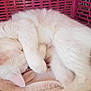 cat, white_cat, sleeping, curled_up, paw_covering_face, towel, pink_basket, pet, fur, domestic_animal, resting, cozy, indoor, relaxation, cute, animal, mammal, whiskers, ears, soft