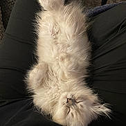 Avalanche is registered to the contest to win money with this photo: kitten, cat, sleeping, fluffy, white, fur, pet, animal, lap, cozy, relaxed, indoor, cute, small, soft, resting, feline, peaceful, adorable, companion