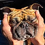 Moose is registered to the contest to win money with this photo: dog, face, wrinkles, hands, squished_face, close_up, pet, canine, sunlight, ears, nose, whiskers, skin_folds, expression, cute, domestic_animal, animal, fur, relaxed, human_hands