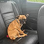 dog, car, leather_seat, brown_dog, pet, vehicle_interior, window, seatbelt, black_leather, sitting, canine, back_seat, domestic_animal, fur, ears, paw, snout, tail, collar, cloudy_sky