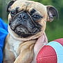 dog, pug, pet, animal, close_up, outdoor, hand, football, toy, brown_fur, canine, portrait, expression, cute, face, ears, snout, person, holding, nature