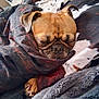 Moose is registered to the contest to win money with this photo: dog, sleeping, blanket, cozy, paw, fur, snug, resting, cute, pet, indoors, comfort, canine, fur_texture, relaxation, home, animal, wrapped, warm, face