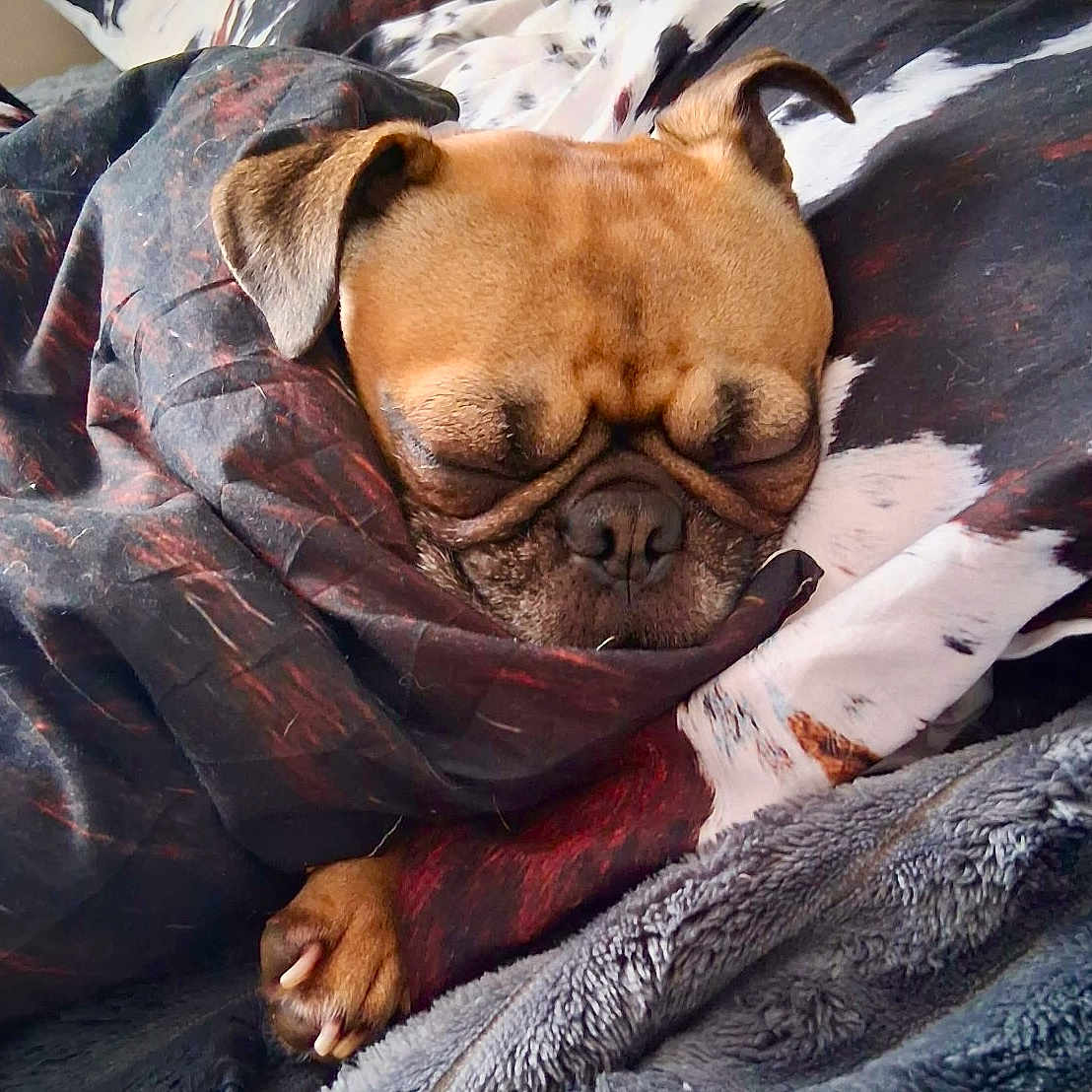 Moose is registered to the contest to win money with this photo: animal, blanket, canine, comfort, cozy, cute, dog, face, fur, fur_texture, home, indoors, paw, pet, relaxation, resting, sleeping, snug, warm, wrapped