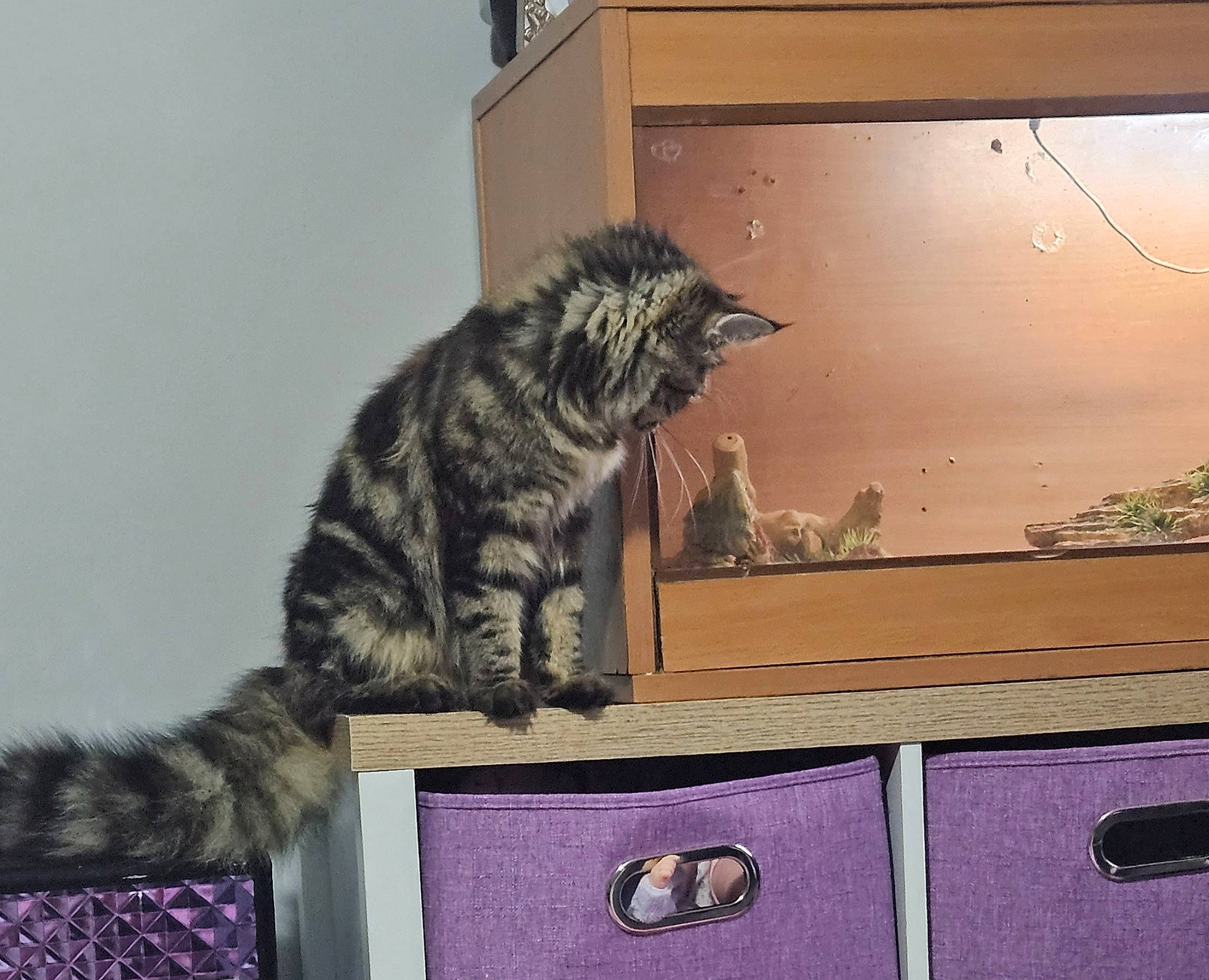 Rosie is registered to the contest to win money with this photo: art, box, carnivore, cat, domestic_short_haired_cat, felidae, flooring, fur, metal, paw, room, shelf, shelving, small_to_medium_sized_cats, tail, whiskers, wood