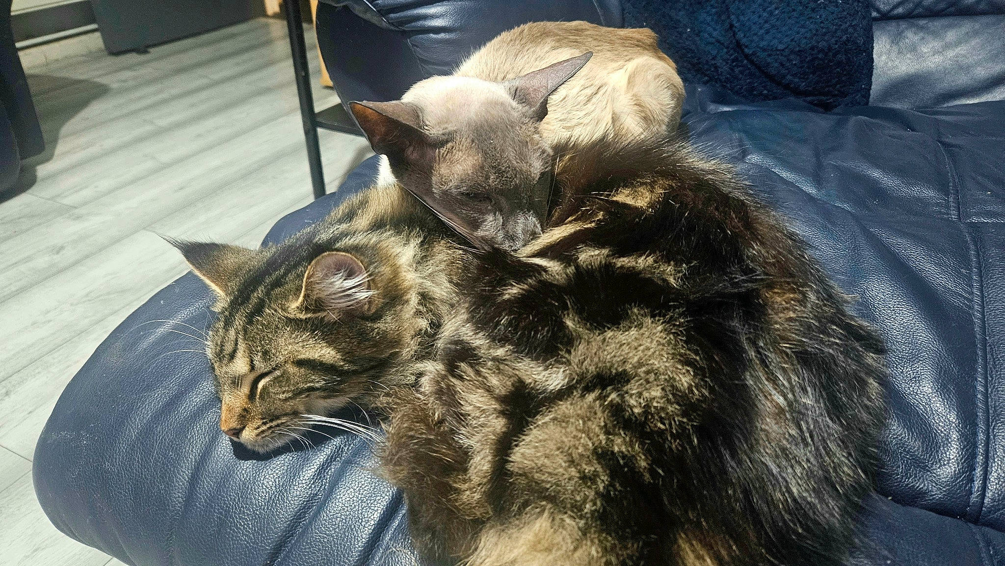 Rosie is registered to the contest to win money with this photo: carnivore, cat, chair, claw, comfort, couch, domestic_short_haired_cat, felidae, fur, houseplant, mammal, nap, paw, small_to_medium_sized_cats, snout, tail, terrestrial_animal, whiskers