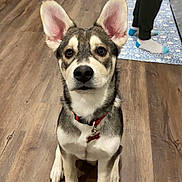 Nash joined the competition — help win amazing prizes! animal, boy, canine, clothing, dog, footwear, hardwood, hosiery, husky, indoors, interiordesign, male, person, pet, shoe, sock, stainedwood, teen, walkingdog, wood