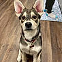 animal, boy, canine, clothing, dog, footwear, hardwood, hosiery, husky, indoors, interiordesign, male, person, pet, shoe, sock, stainedwood, teen, walkingdog, wood