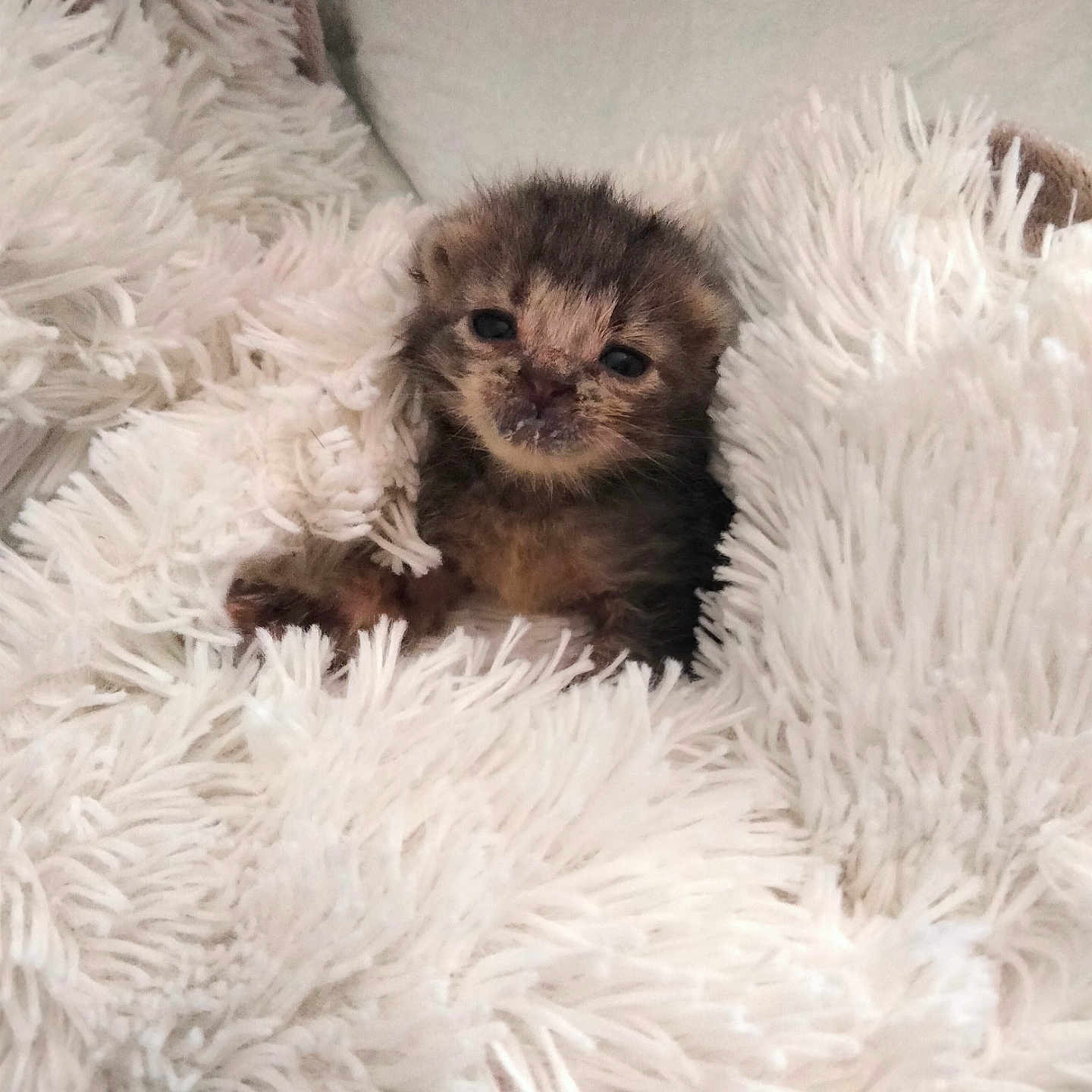 Ursula a rejoint le concours — aidez-le/la à gagner de superbes lots ! baby_animal, blanket, cat, comfort, cozy, cute, fluffy, fur, indoor, kitten, nestled, pet, resting, sleepy, small, snuggly, soft, warm, white, young