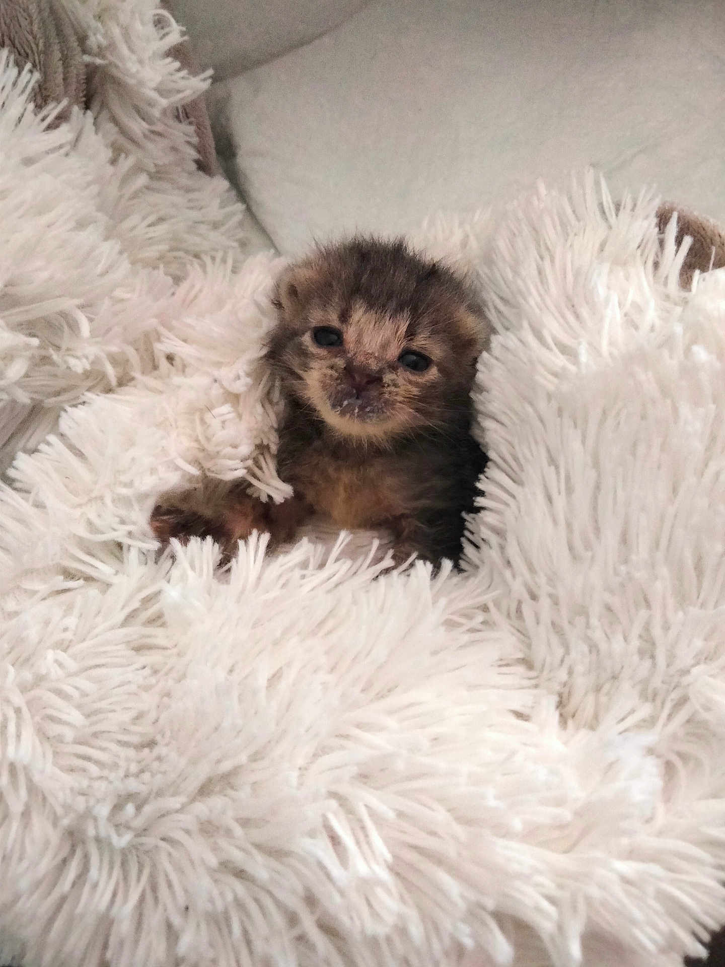 Ursula a rejoint le concours — aidez-le/la à gagner de superbes lots ! kitten, cat, baby_animal, fur, fluffy, blanket, white, soft, cozy, cute, pet, sleepy, small, young, indoor, comfort, nestled, resting, warm, snuggly