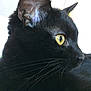 cat, black_cat, close_up, profile, whiskers, yellow_eyes, ear, fur, pet, animal, domestic_cat, portrait, feline, looking_away, indoor, soft_light, side_view, muzzle, cute, alert