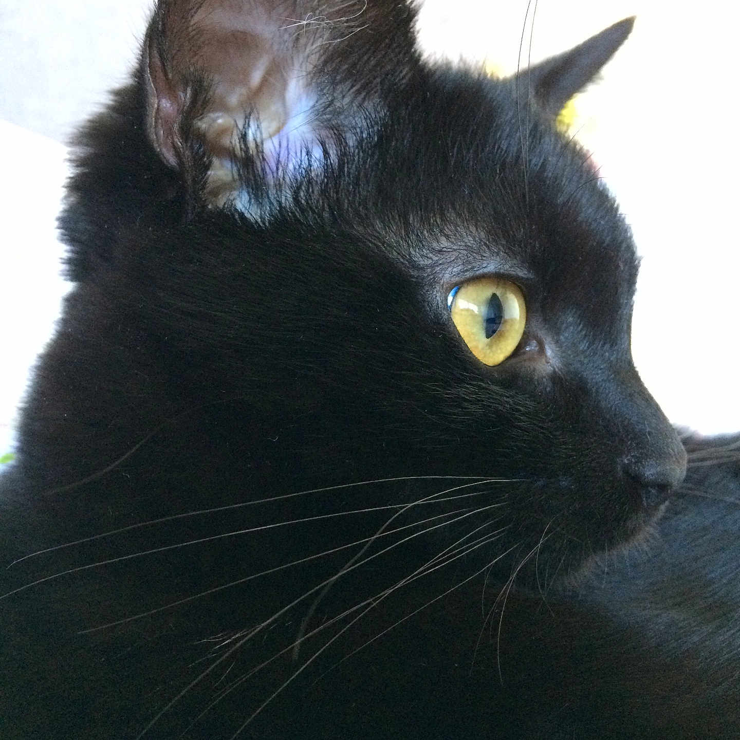 Sasha a rejoint le concours — aidez-le/la à gagner de superbes lots ! alert, animal, black_cat, cat, close_up, cute, domestic_cat, ear, feline, fur, indoor, looking_away, muzzle, pet, portrait, profile, side_view, soft_light, whiskers, yellow_eyes