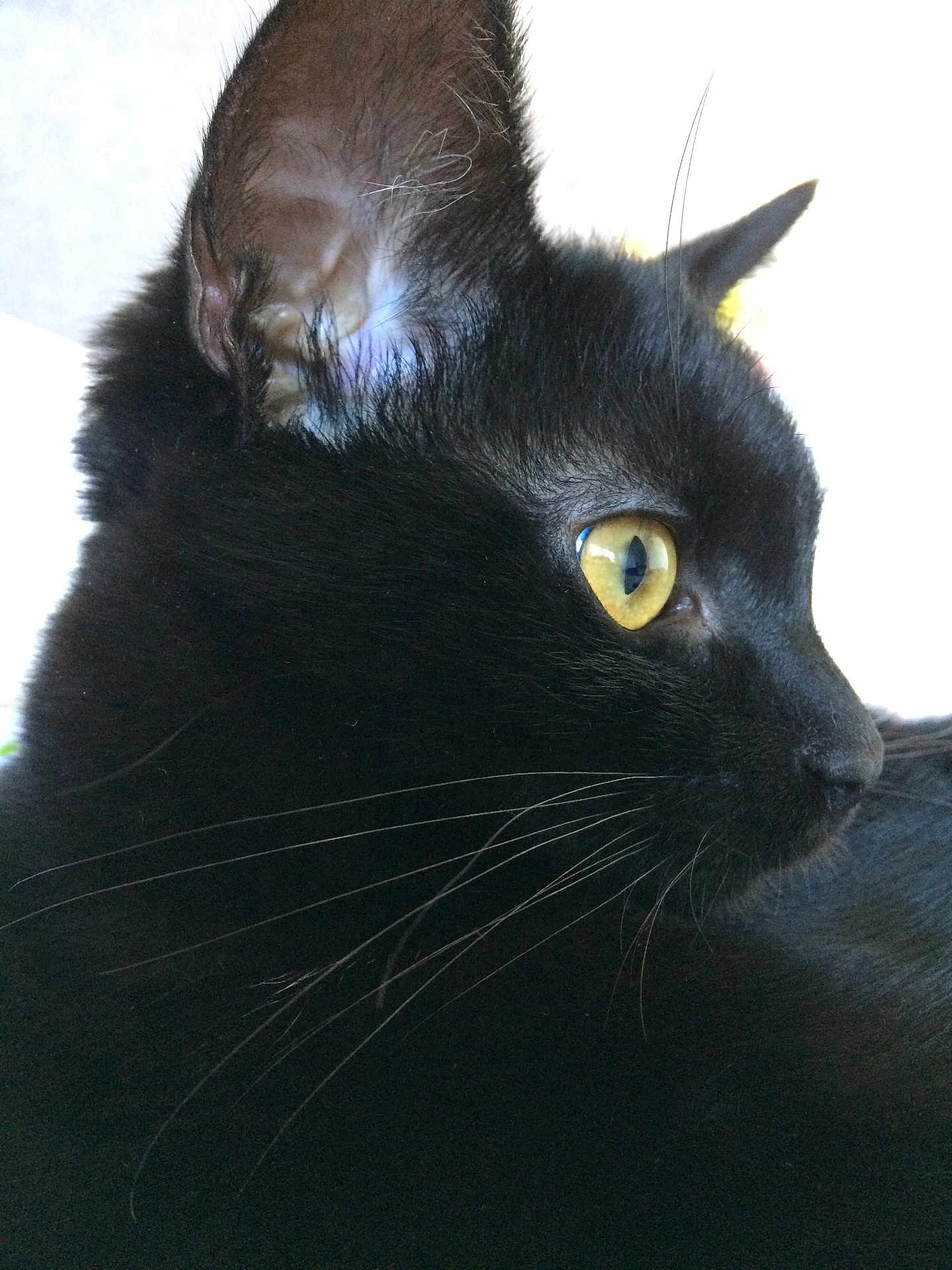 Sasha a rejoint le concours — aidez-le/la à gagner de superbes lots ! cat, black_cat, close_up, profile, whiskers, yellow_eyes, ear, fur, pet, animal, domestic_cat, portrait, feline, looking_away, indoor, soft_light, side_view, muzzle, cute, alert