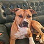 dog, brown_dog, white_paw, leather_couch, indoor, pet, canine, relaxed, resting, seated, fur, ears, face, paw, animal, domestic, companion, home, living_room, furniture